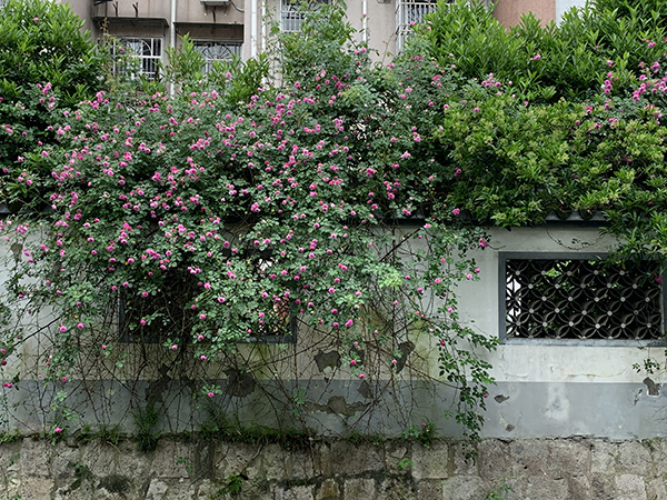 人間四月芳菲盡，常州力馬綻魅力